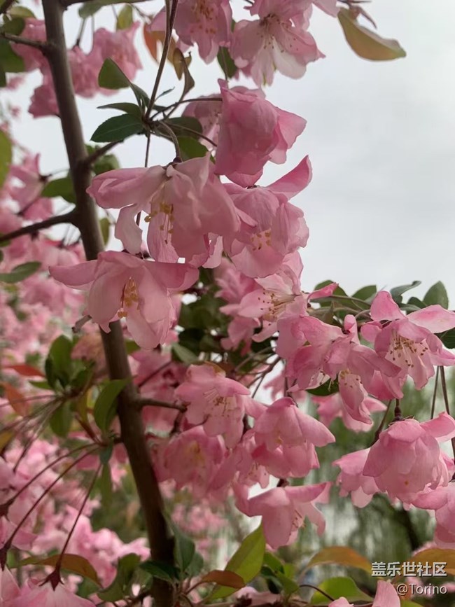 【春日踏青季】大明湖畔