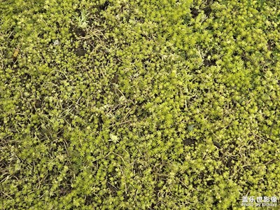 【生机盎然的世界】+花花草草