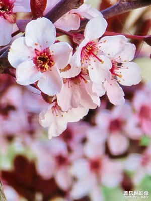 【春之夜】赏花