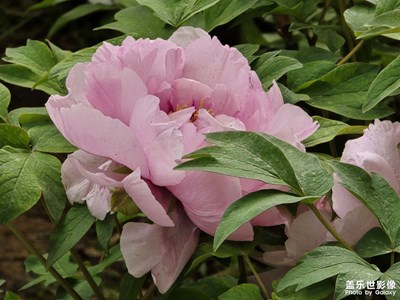 【生机盎然的世界】花王争艳