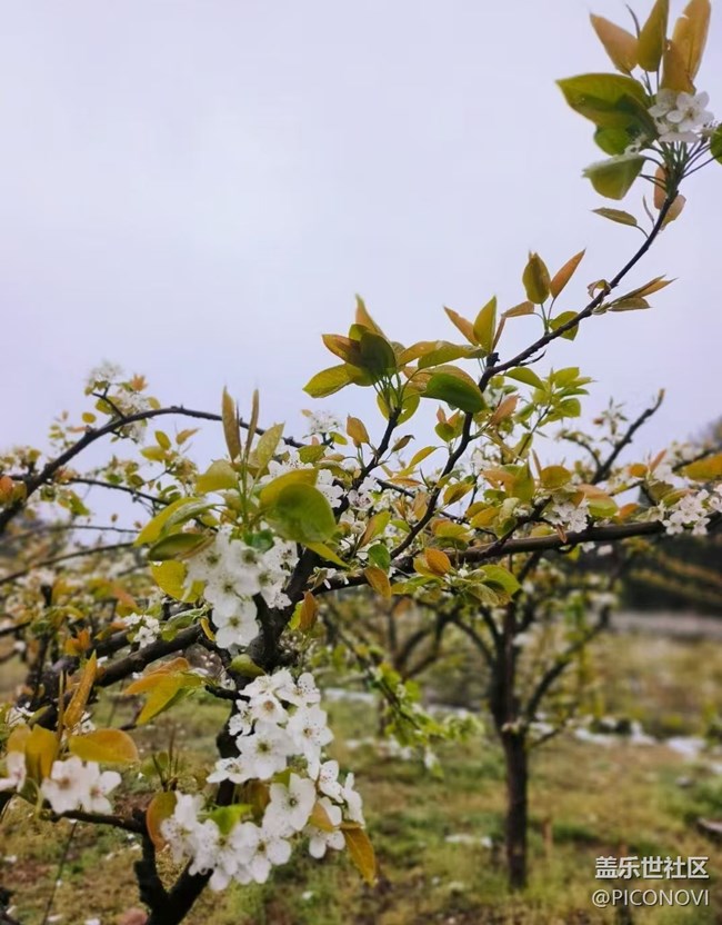 【春日踏青季】花开正当时