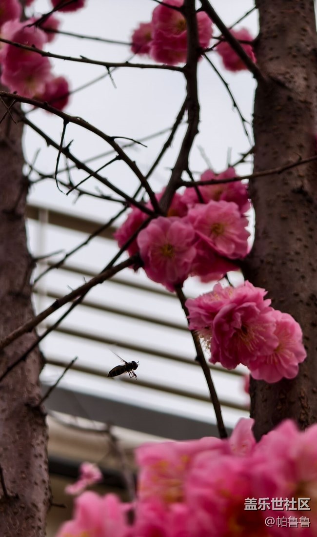 【花花世界】蜜蜂花语