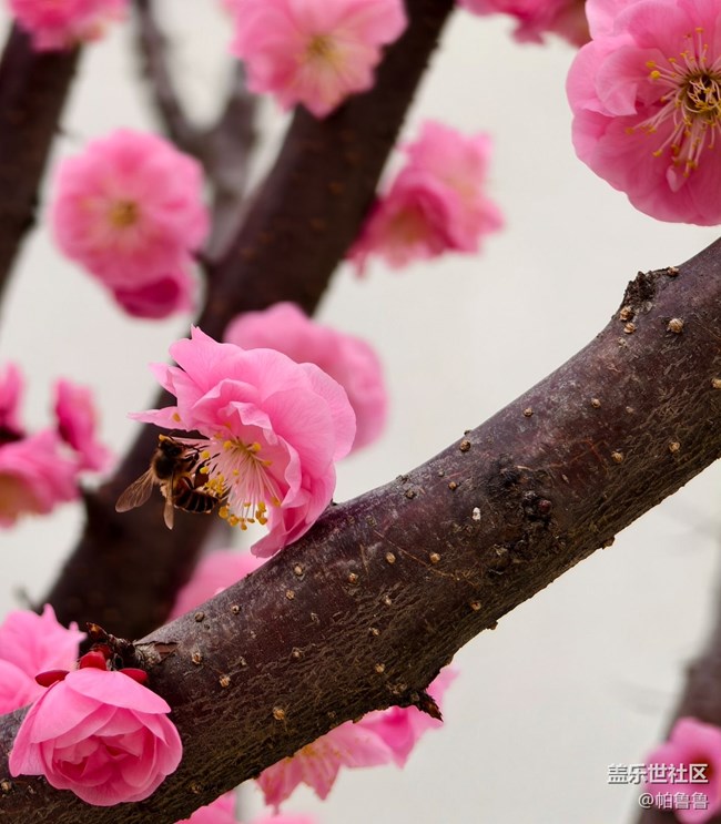 【花花世界】蜜蜂花语