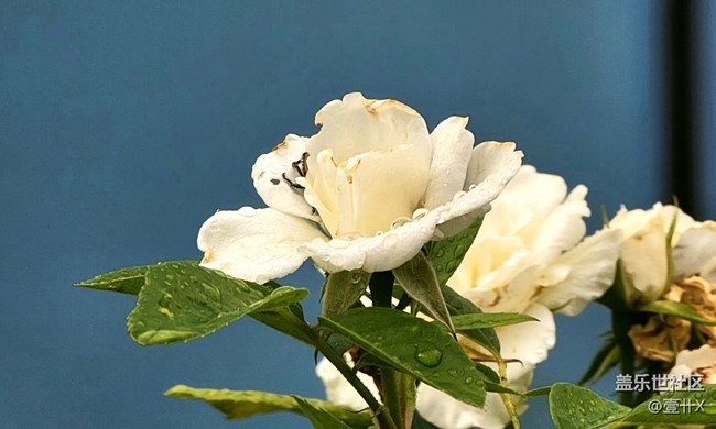 【花花世界】相册里的花花