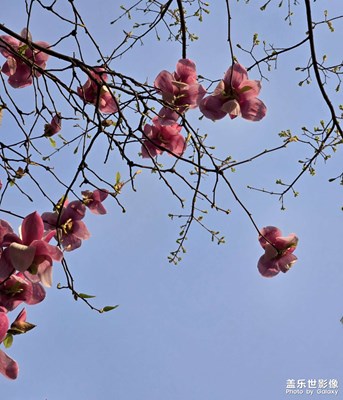 【生机盎然的世界】+玉兰花