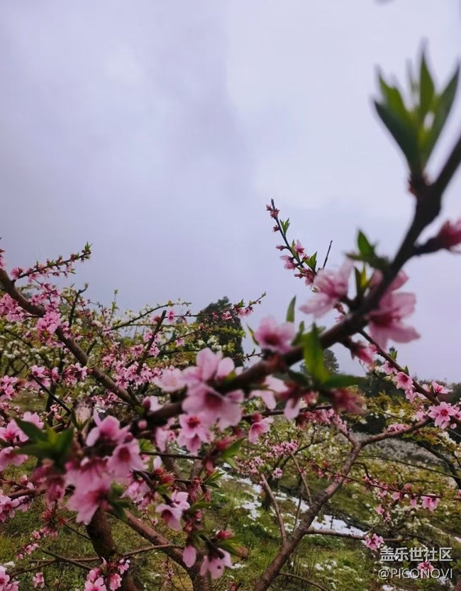 【春日踏青季】花开正当时