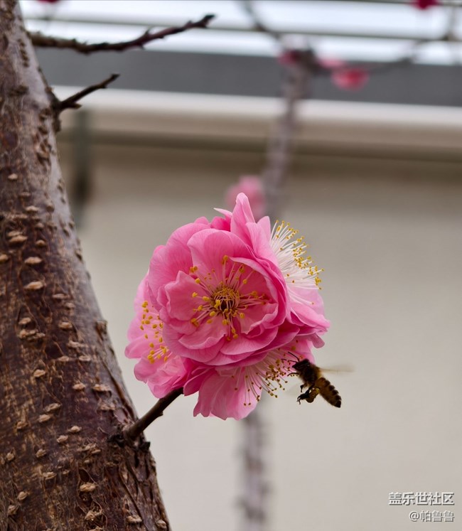 【花花世界】蜜蜂花语