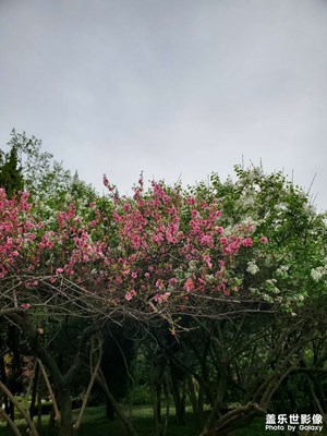 【生机盎然的世界】花开时节