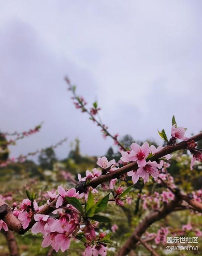 【春日踏青季】花开正当时