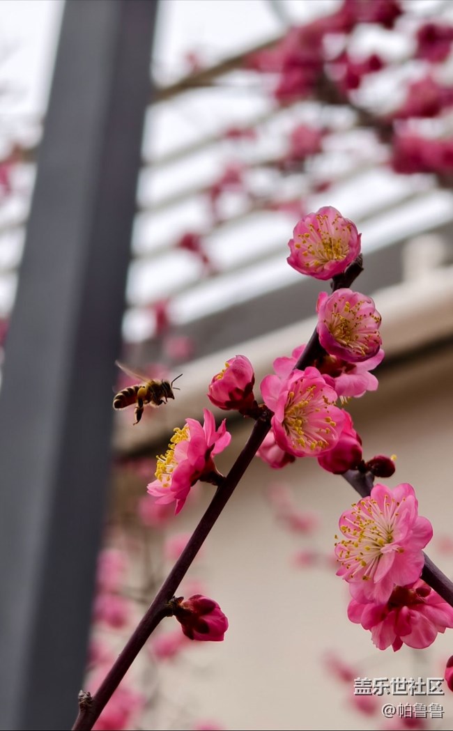 【花花世界】蜜蜂花语