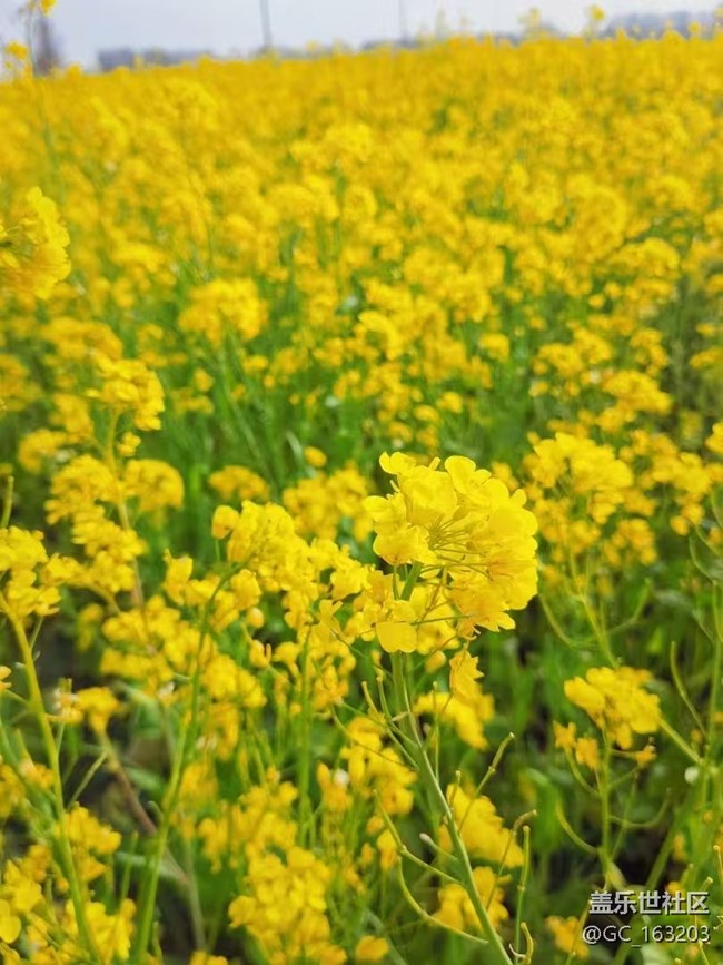 【Galaxy影像】#踏青+赏花