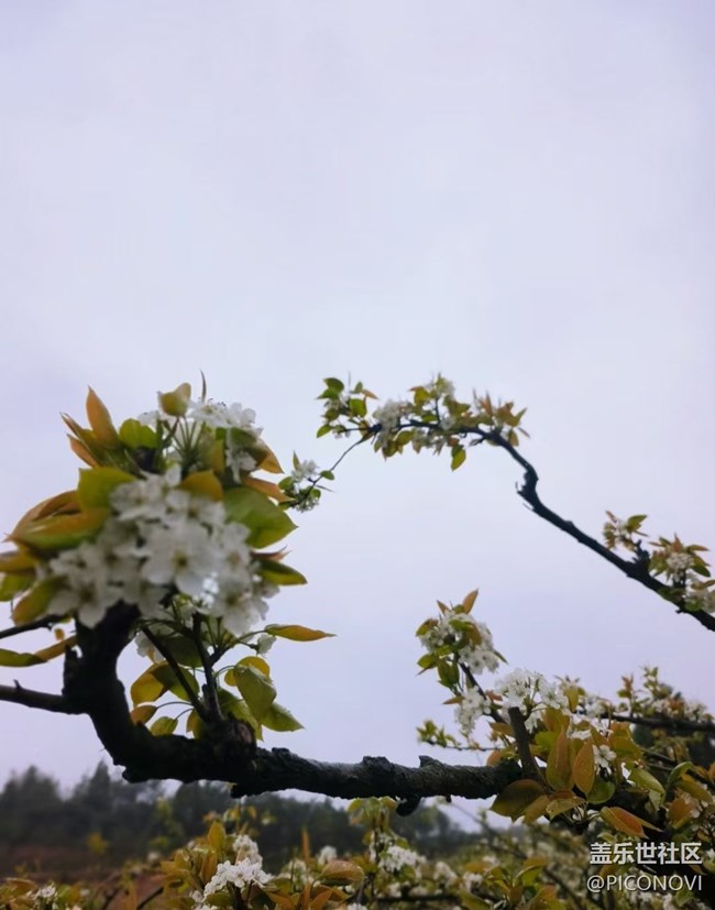 【春日踏青季】花开正当时