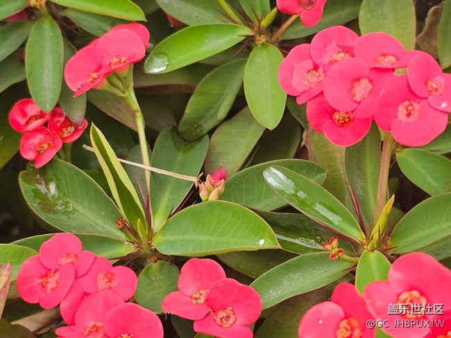 【春日踏青季】雨后