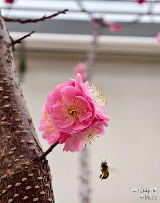 【花花世界】蜜蜂花语