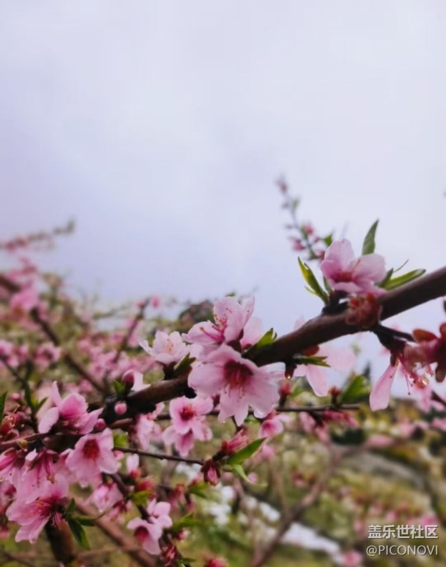 【春日踏青季】花开正当时