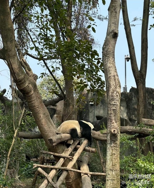 【春日盛景】看熊猫