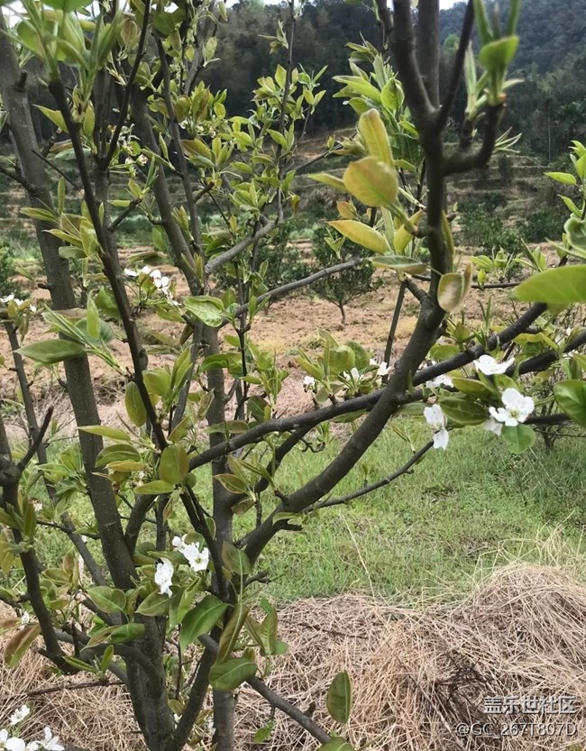 【清明踏春季】回乡祭祖