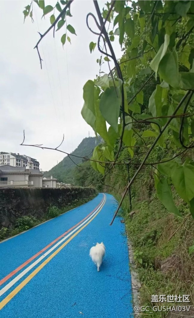 【春日盛景】后山散步