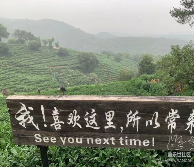 【春日盛景】茶园