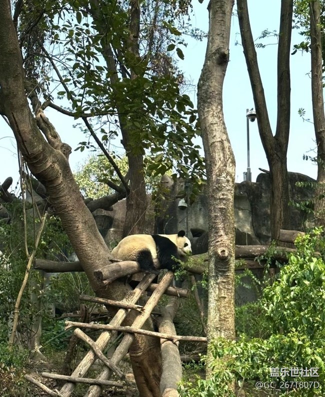 【春日盛景】看熊猫