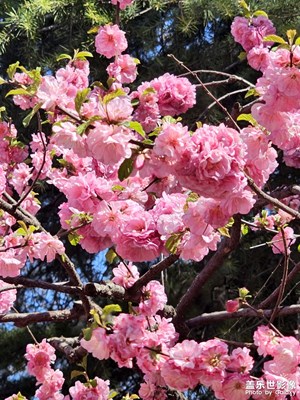 花开灿灿