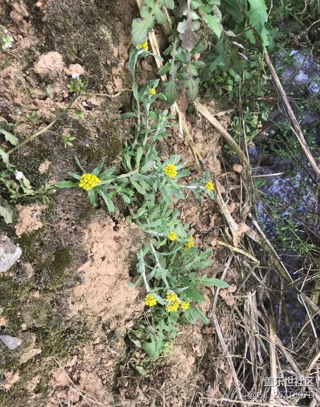 【清明踏春季】回乡祭祖