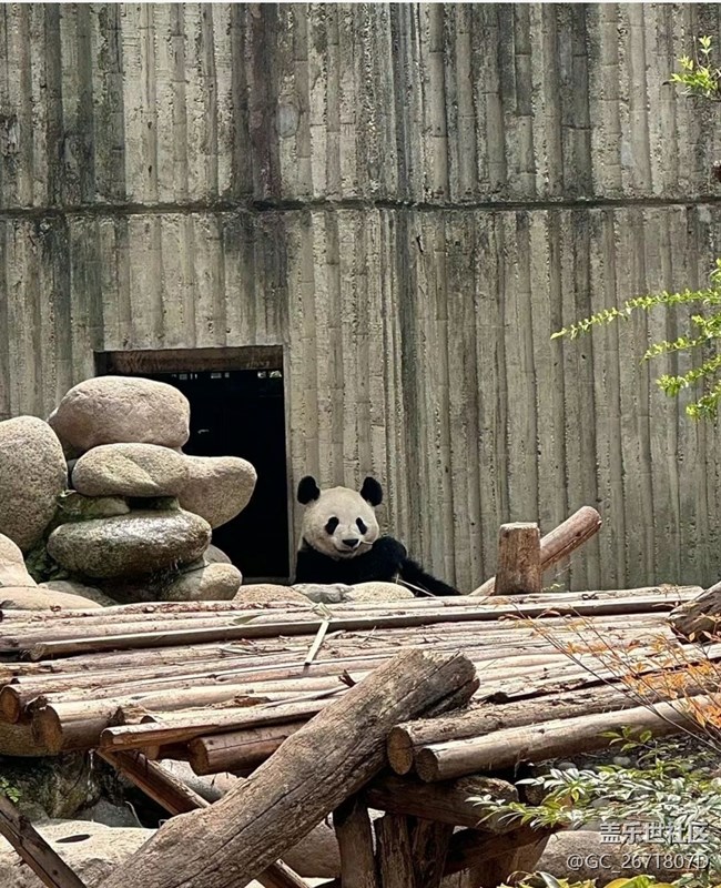 【春日盛景】看熊猫