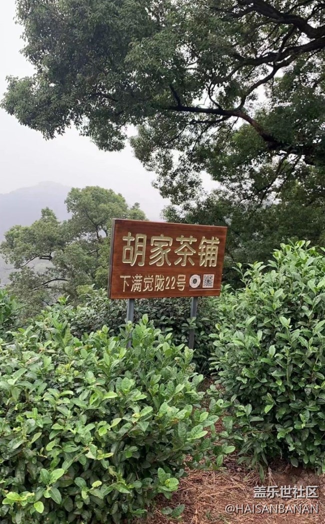 【春日盛景】茶园