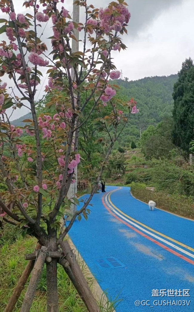 【春日盛景】后山散步