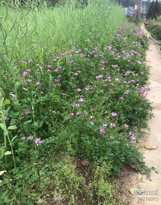 【清明踏春季】回乡祭祖