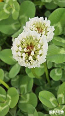 【人间四月天】+花花草草