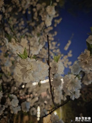 【春之夜】一棵发光的树