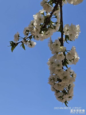 【人间四月天】+樱花盛开