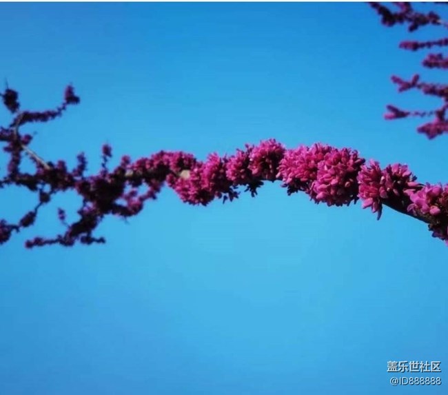 【春色撩人】春日公园
