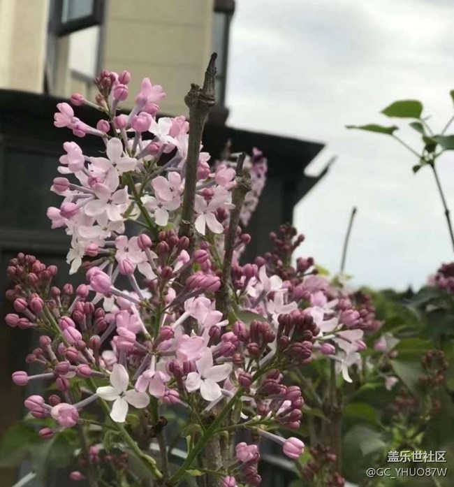 【春色撩人】繁花似锦