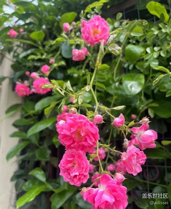 【春色撩人】花的季节