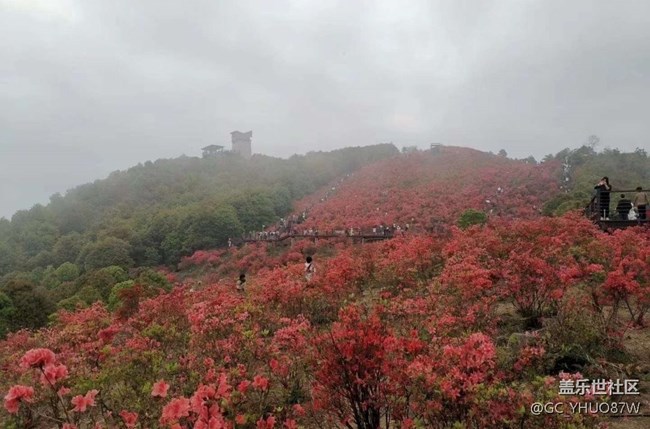 【春日盛景】满山红