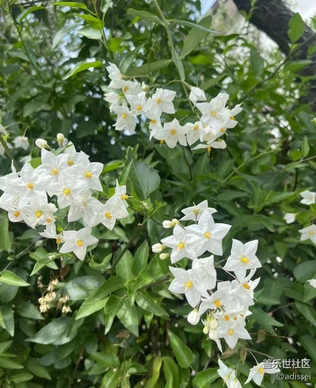 【春色撩人】花的季节