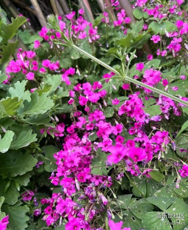 【春色撩人】花的季节