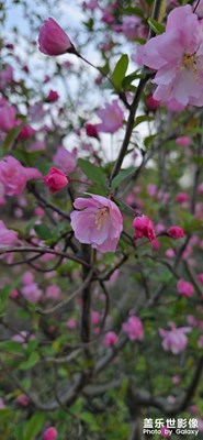 油菜花的春天