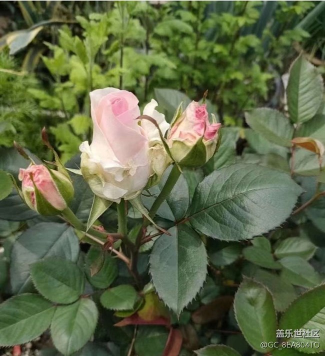 【春日盛景】花期