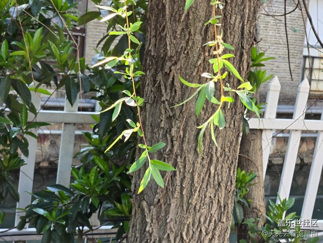 【沈阳星部落】【青青嫩芽】小区里的春