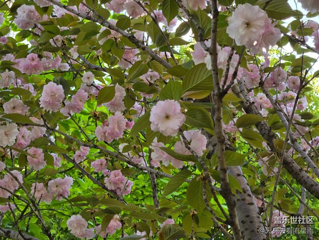 【沈阳星部落】【青青嫩芽】小区里的春