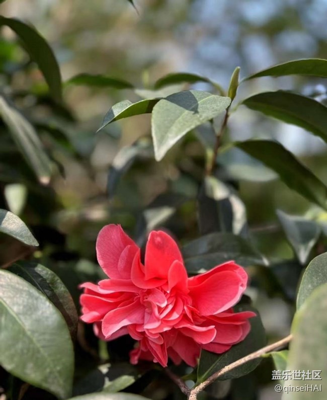 【春色撩人】春日赏花