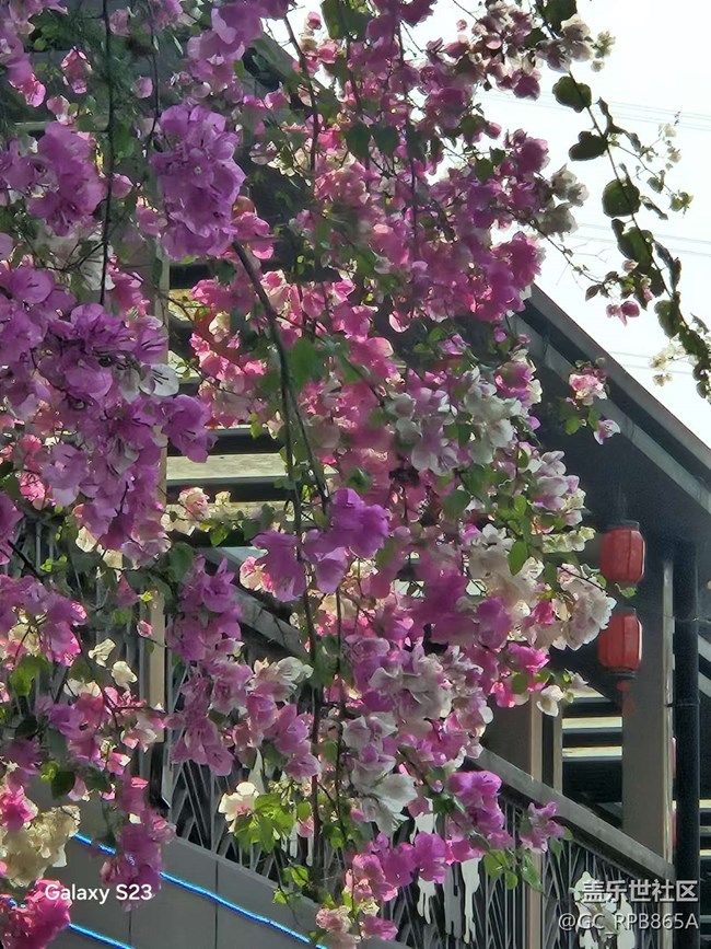 【春日盛景】三角梅的春天