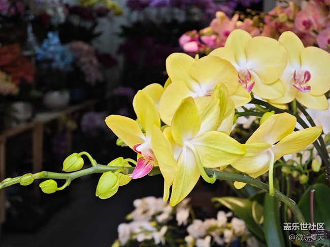 【春日盛景】花花世界
