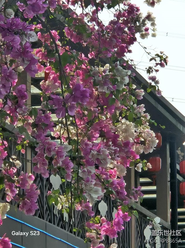 【春日盛景】三角梅的春天