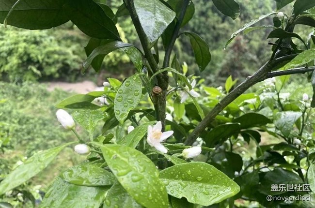 【春游记】雨后山林
