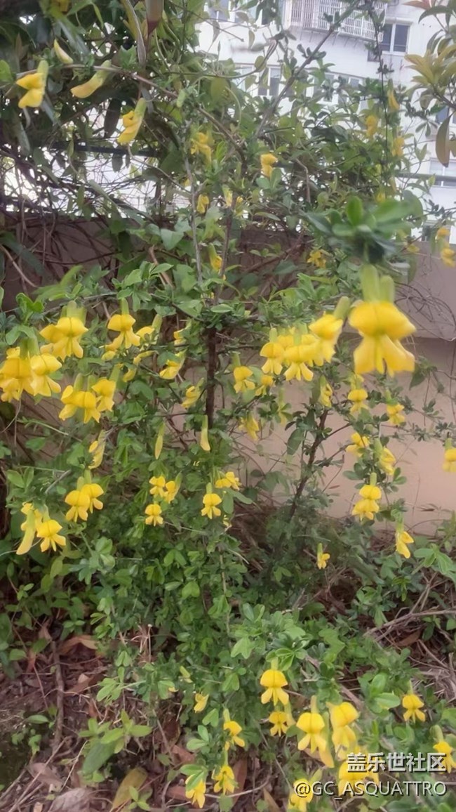 【春日盛景】金翅花
