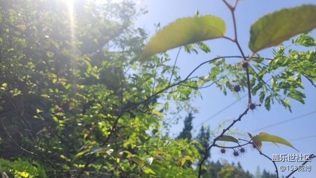 【春色撩人】杜鹃花